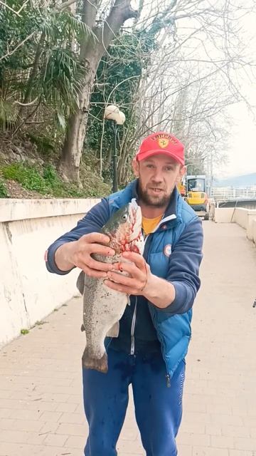 Форель из реки Сочи смотреть онлайн