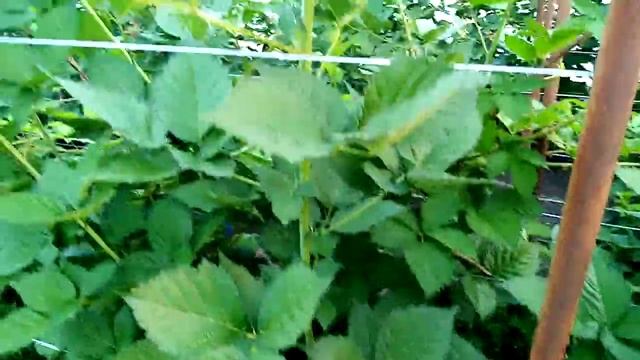 ежевика сорт блек джем, теплица закрытый грунт, высадк смотреть онлайн