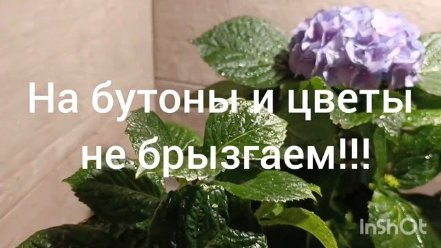 Листовые подкормки гортензий 🌿🌺
