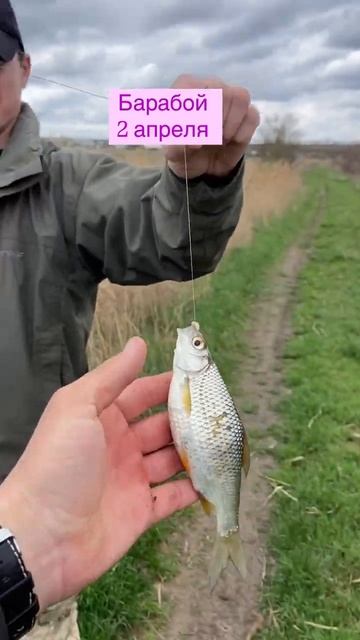 Хорошая плотва #рыбаки #рыбалка #рыбалканаозере смотреть онлайн