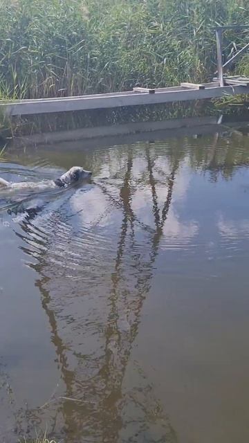 Бася покоряет Курганские озера смотреть онлайн