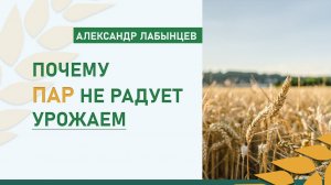 Почему пар не радует урожаем | Агроконсультант Александр Лабынцев называет причины