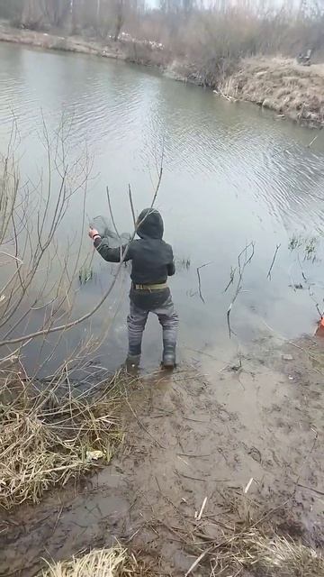 отпускаю карасей. #рыба #рыбалка #мотыль #поплавок #поп? смотреть онлайн