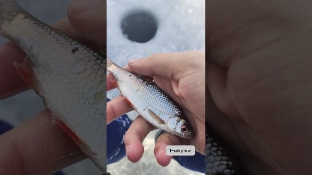 21.01.2024 Солнечный день на рыбалке, приятная рыбалка с мн смотреть онлайн