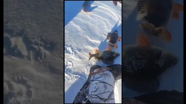 #рыбалка #зимняяловлярыбы #зимняяпалатка #окунь #безмо смотреть онлайн