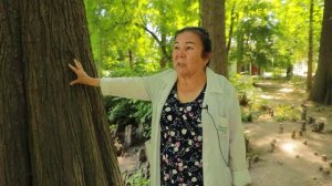 Болотные кипарисы в Ботаническом саду