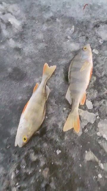 Съездили на зимнюю рыбалку) #рыбалка #рыбак #рыболов #fis смотреть онлайн