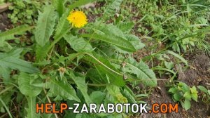 13 мая - Всемирный день одуванчика: польза, история и интересные факты