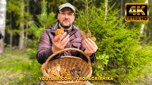 Сморчки Конические Начали Расти В Начале Мая. Morchella Conica. Morchella Esculenta.