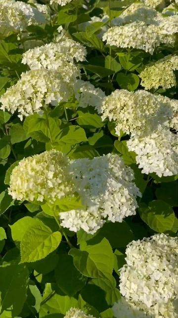 Гортензия зацвела.🌸😻 #garden #природа #nature #дача #countryside # смотреть онлайн