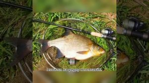 Ловля леща в октябре.#shorts #охота #рыбалка