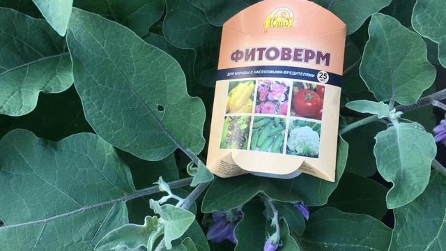 Удобряю огурцы  Желтеют листья огурцов Срочно сделай ?