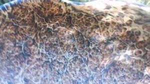 Кап , ольха .