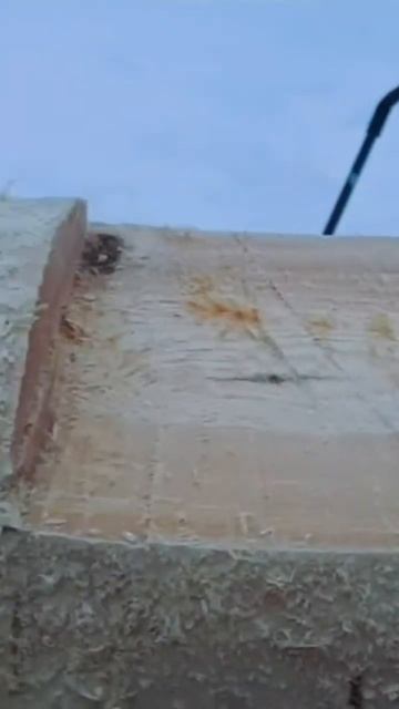 сборка сруба 6×3 кругляк #срубдома #сруб #сруббани #сруб смотреть онлайн