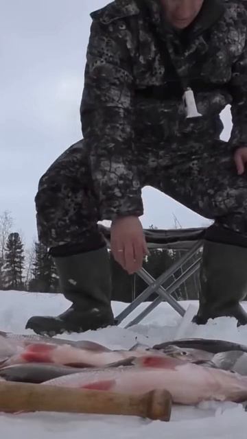 Куча язей с одной лунки🎣🐬 #sorts #рыбалка #клеваярыбалк смотреть онлайн