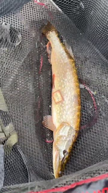 Очередной монстр пойман!Как думаете сколько весит щук смотреть онлайн