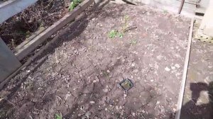 Обзор растений на даче.