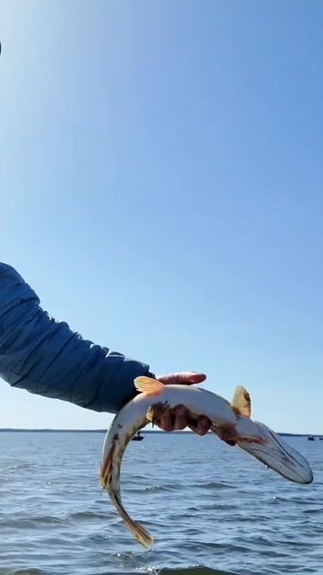 Лайфхаки от рыболова. Fisherman's life hacks #рыбалка #catchandrelease #go смотреть онлайн