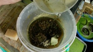 Живой корм для рыб. Трубочник Изя. Чем кормить. Выращив