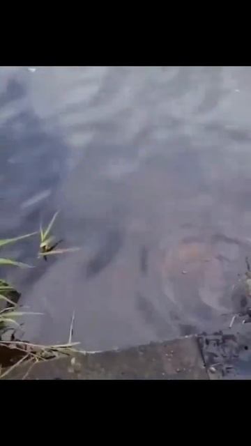 Рыбалка 🎣 хороша,отпустил называется 😄 смотреть онлайн