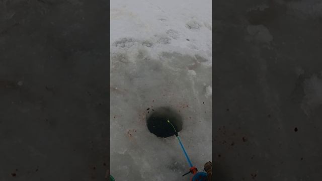 Часть 1. Ловля карася зимой рыбалка карась 2025  shorts