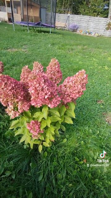 Метельчатые гортензии осенью особенно прекрасны! смотреть онлайн