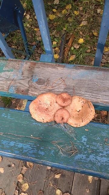 Насобирали рыжиков. Говорят, их едят сырыми. смотреть онлайн