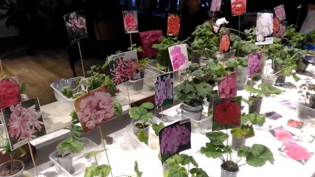 выставка фиалок сортовых комнатных растений кактусов смотреть онлайн