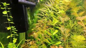 Запуск больших аквариумов. Мой опыт. Растения без Со2. ?