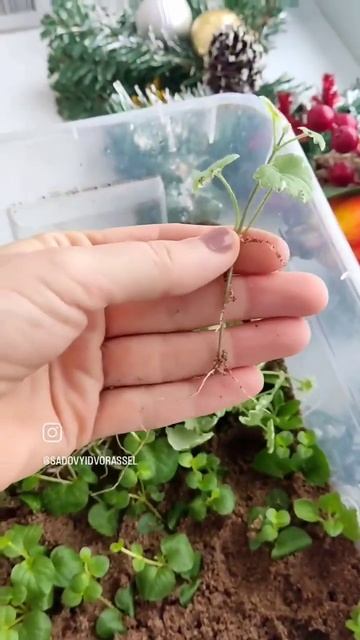 Укоренение будры за неделю.Черенки. #plants #garden #budra #чере? смотреть онлайн