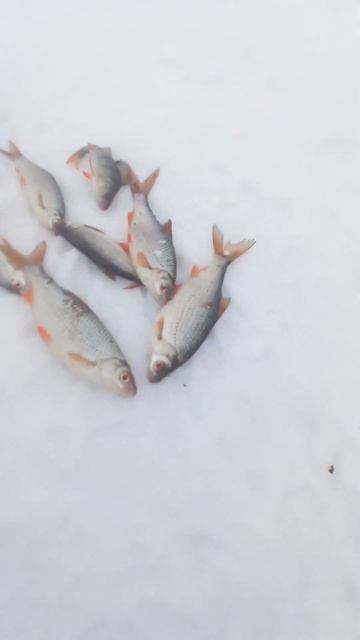 Ловля плотвы на Рузе до часу дня. смотреть онлайн