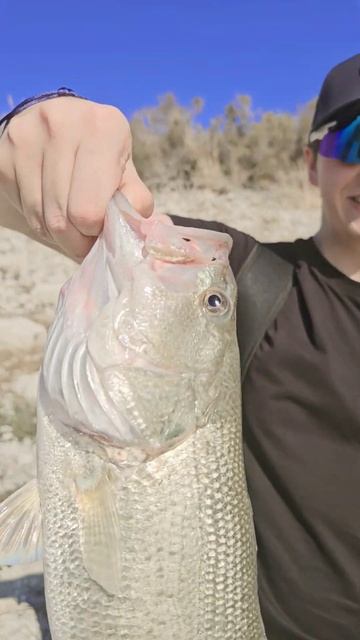 Проверили точку!#fishing#bassfishing#рыбалканакипре#рыбалка#bugf смотреть онлайн