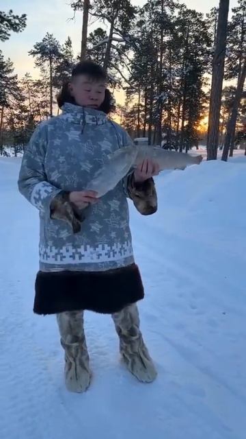 Поешь со мной страганинки #рыба #ямал #чум #рыбалка #тун смотреть онлайн