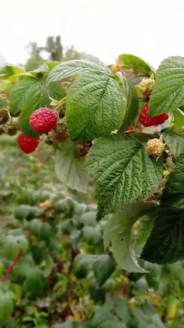 Малина осенью | 24 октября 2024, малина Полана, Краснодарс смотреть онлайн