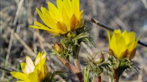 ТРАВЫ ДА ЦВЕТЫ АДОНИС