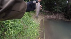 Рыбалка на крупную форель в родниковой речке Кавказа.