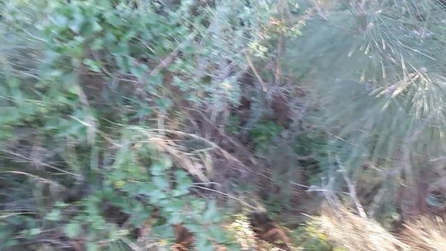 Хадера 21 января 2023 г. Заповедник в Зихрон Якове. Израиль смотреть онлайн