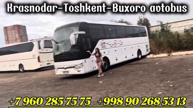 Toshkent Krasnodar avtobus “ краснодар ташкент автобус смотреть онлайн