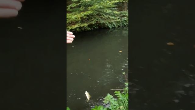 Я ловлю её даже во сне! #fishing #рыбалка #reels #спиннинг #shots смотреть онлайн