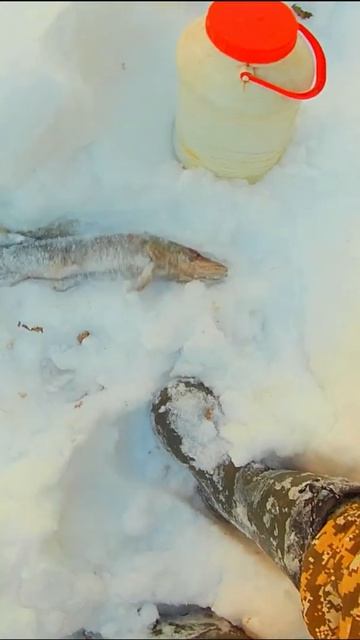 ЩУКА СПАСАЯСЬ ВЫБРОСИЛАСЬ НА БЕРЕГ #shorts смотреть онлайн