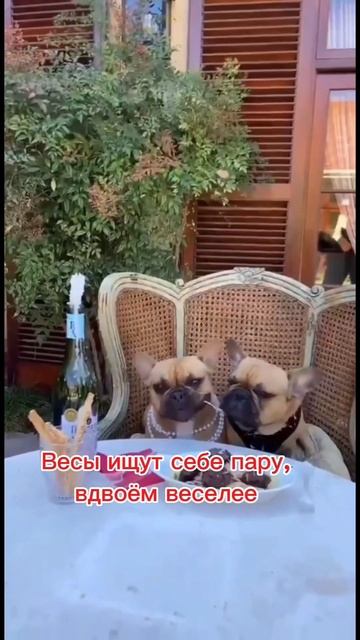 Мой ТГ канал @astrologdianademina #знакизодиака #астрология#ове? смотреть онлайн