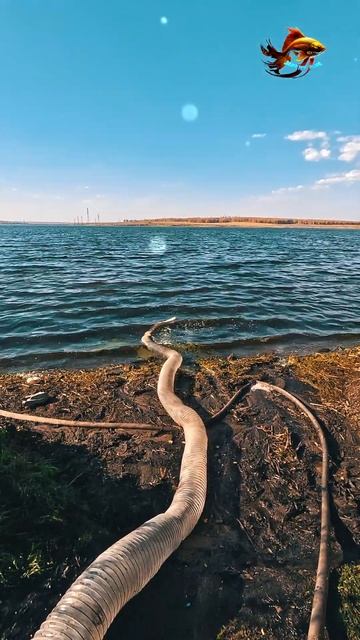 Обильный запуск живой рыбы для свободной рыбалки Рыба смотреть онлайн