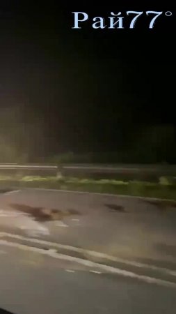 Слониха осталась на трассе оплакивать гибель угодившего под грузовик слонёнка
