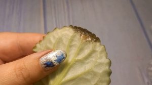 Распаковка посылки с фиалками. Укоренение черенков.