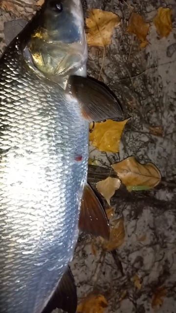 Жерех на кастмастер @Poshukailo73 #україна #риболовляукраїн? смотреть онлайн