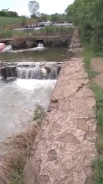 Краснопёрка в проводку #рыбалка #красноперка #shorts смотреть онлайн