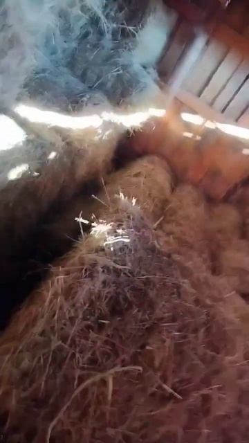 Нужно было строить навес  повыше 🧑🏻🌾 It was necessary to bui смотреть онлайн