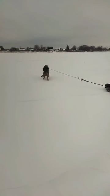 Идём с рыбалки, Джесси помогает тащить корыто. Часть 1 смотреть онлайн