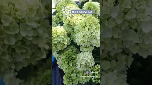 Ранние сорта метельчатой гортензии.#earlysensation#littlealf#skyfall смотреть онлайн