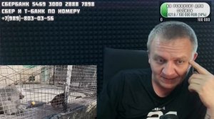 Новости парка львов Тайган, гамадрилы Лида и Елисей, 23 апреля